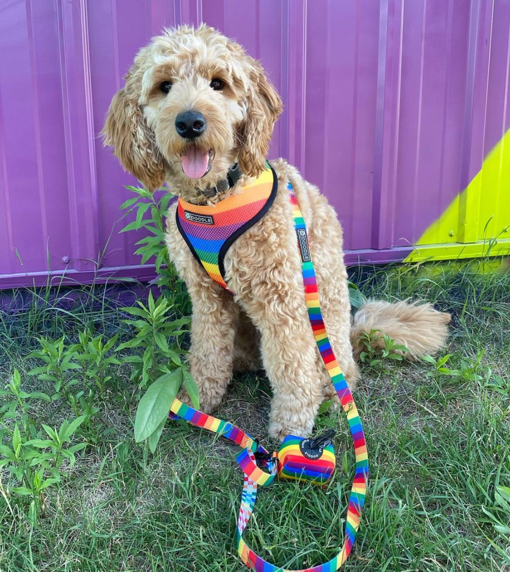 PEACE.LOVE.PRIDE Doodle Pet Design Co